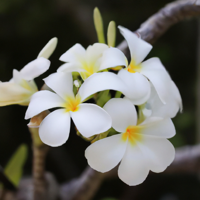 Hawaiian Blooms Fragrance Oil (Oil Soluble), Organic