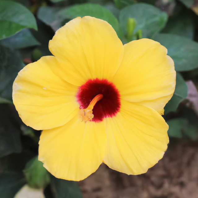 Hibiscus Fragrance Oil (Oil Soluble), Organic