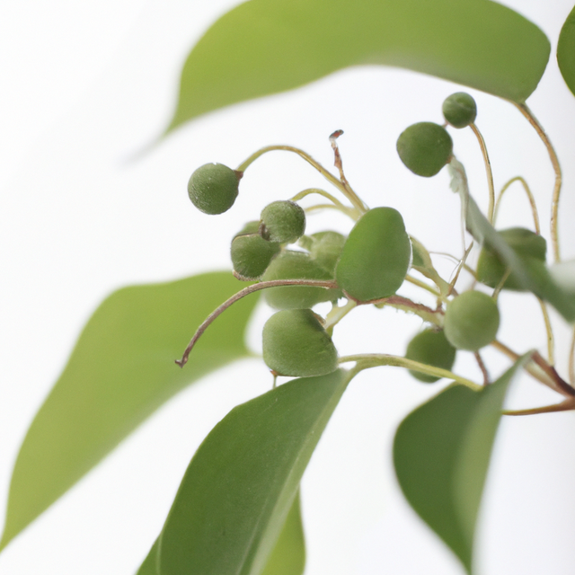 Wintergreen Flavor Oil, Natural