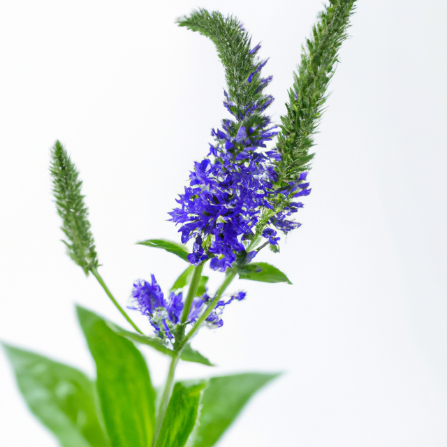 PMS/Menopause Massage Oil