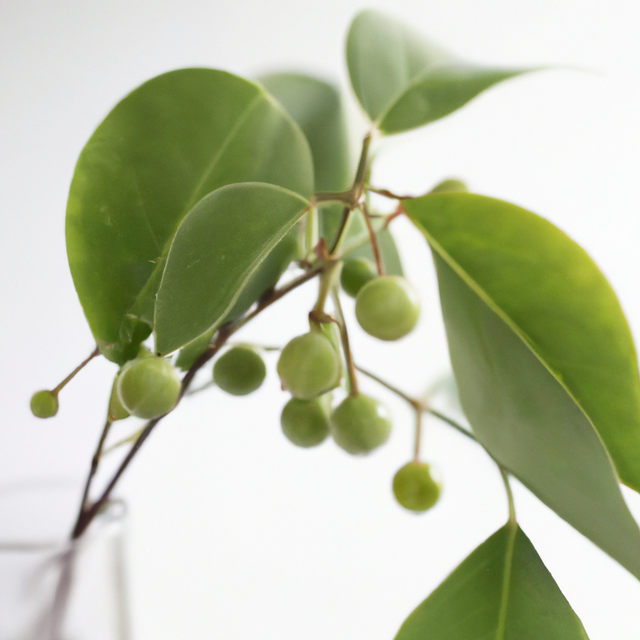 Wintergreen Flavor Powder, Natural