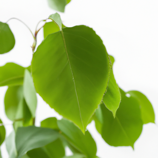 Sassafras Flavor Oil for Chocolate