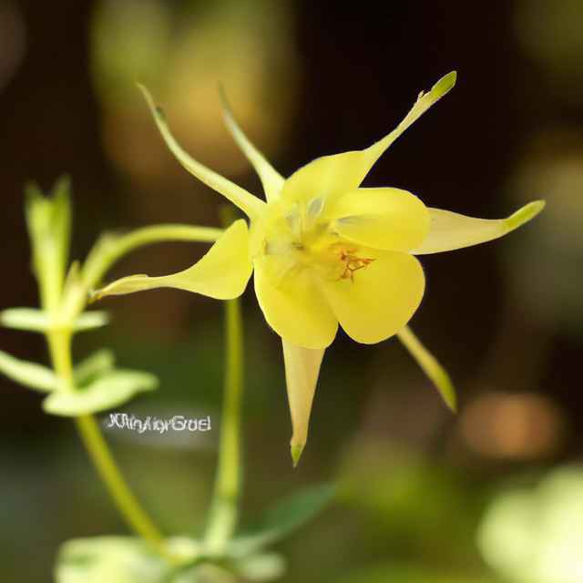 Sante Cananga Java Essential Oil