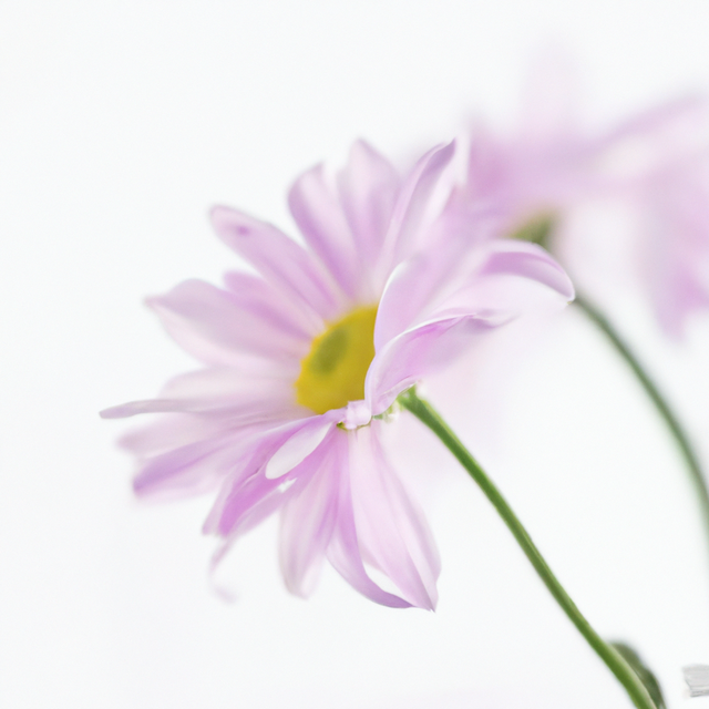 Sante Chamomile Essential Oil (Blue)