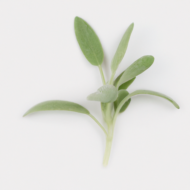 Sante Sage Essential Oil