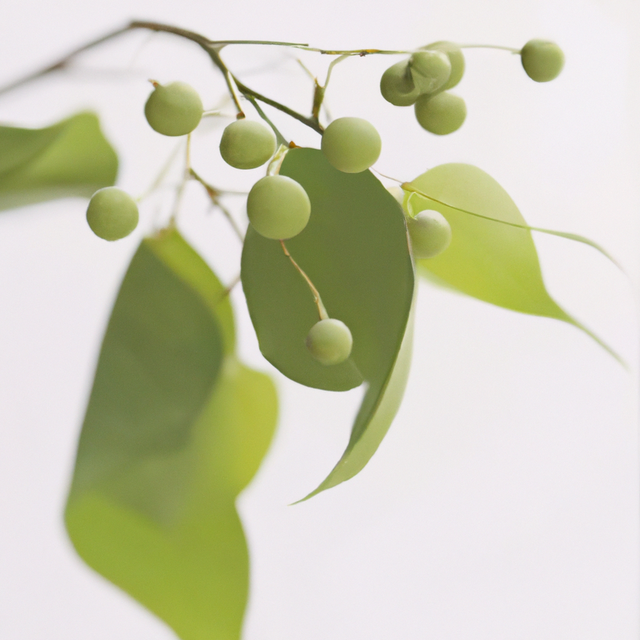 Wintergreen Coffee and Tea Flavoring