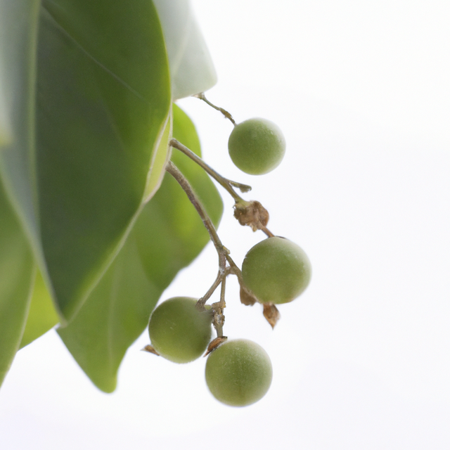 Wintergreen Flavor Concentrate, Organic