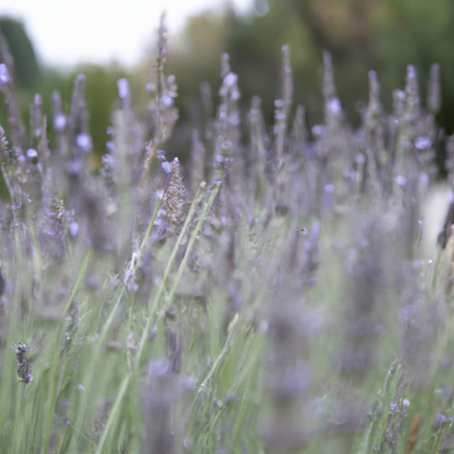 Lavender Flavor Oil, Organic
