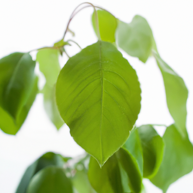 Organic Sassafras Coffee and Tea Flavor Without Diacetyl