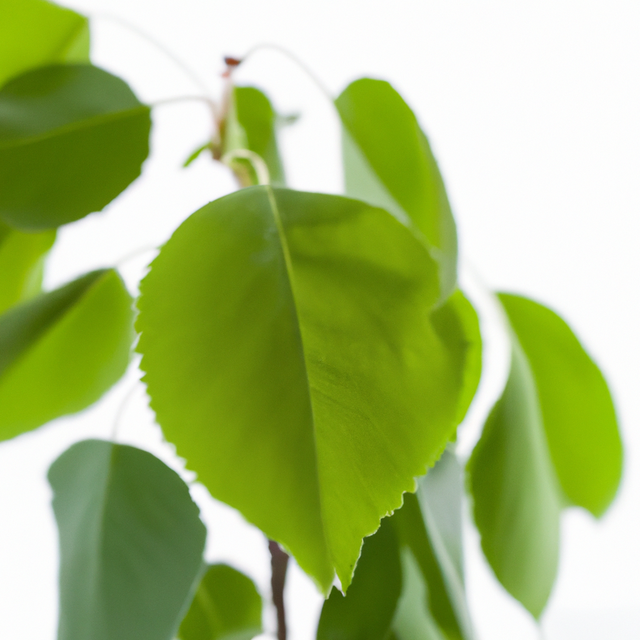 Organic Sassafras Coffee and Tea Flavoring