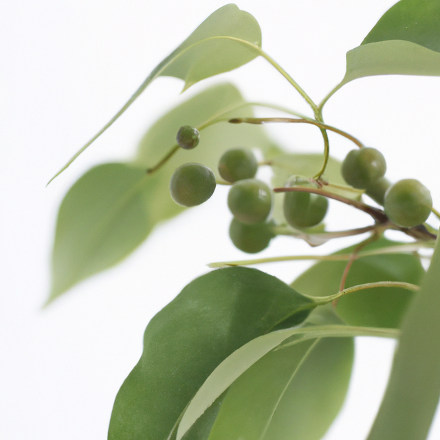 Wintergreen Flavor Extract, Organic