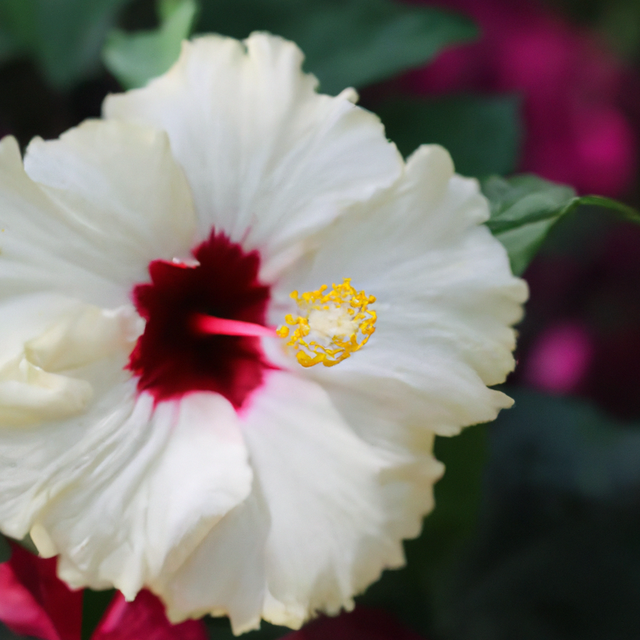 Hibiscus Flavor Extract Without Diacetyl