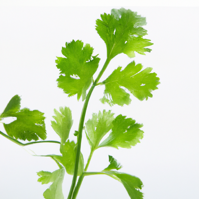 Cilantro Cotton Candy Floss Sugar