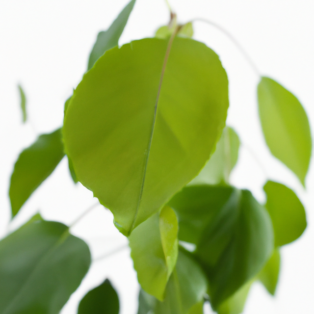 Sassafras Cotton Candy Floss Sugar