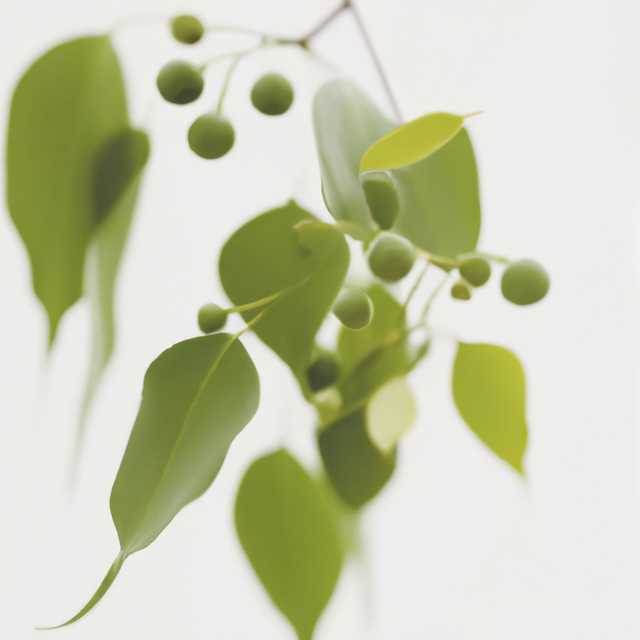 Organic Wintergreen Coffee and Tea Flavoring