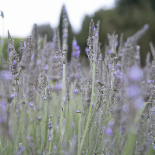Lavender Flavor Emulsion for High Heat Applications, Organic