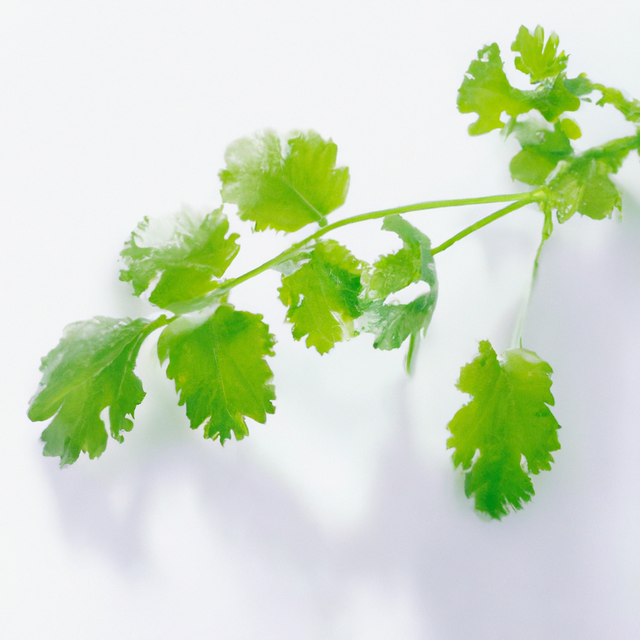 Organic Cilantro Flavor Extract Without Diacetyl
