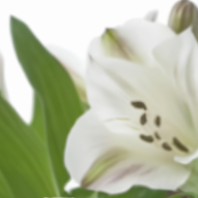 Baby Powder Fragrance Oil (Alcohol Soluble), Organic