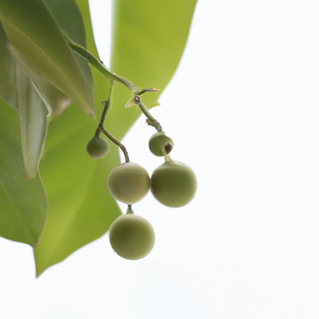 Organic Wintergreen Flavor Oil For Chocolate