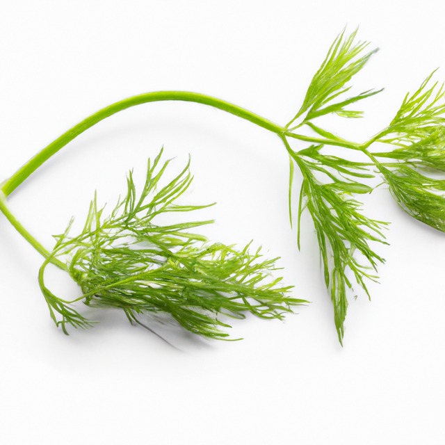 Dill Flavor Concentrate, Organic