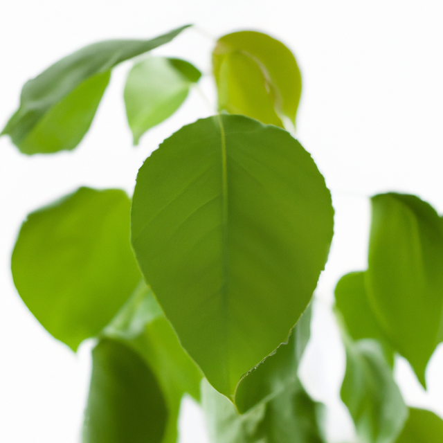 Sassafras Flavor Emulsion for High Heat Applications, Organic