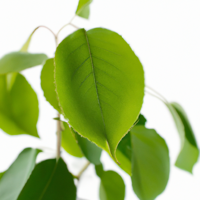 Organic Sassafras Flavor Concentrate Without Diacetyl