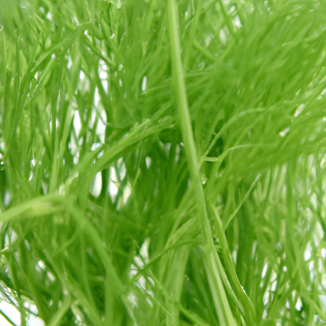 Organic Fennel Flavor Extract Without Diacetyl