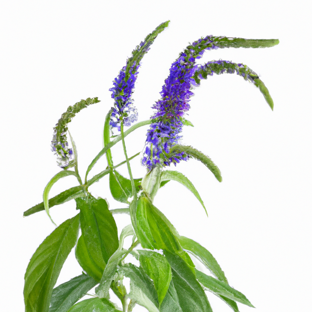 Organic Coastal Flowers Fragrance Emulsion (Water Soluble)