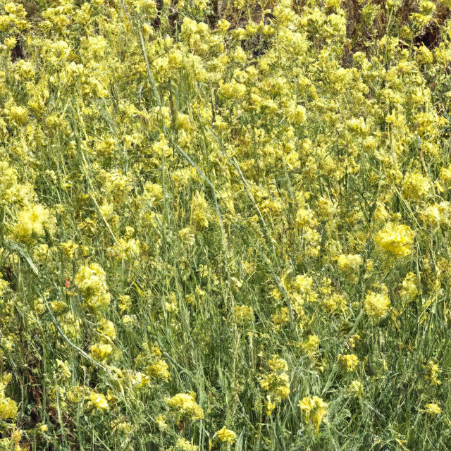 Mustard Flavor Powder, Natural