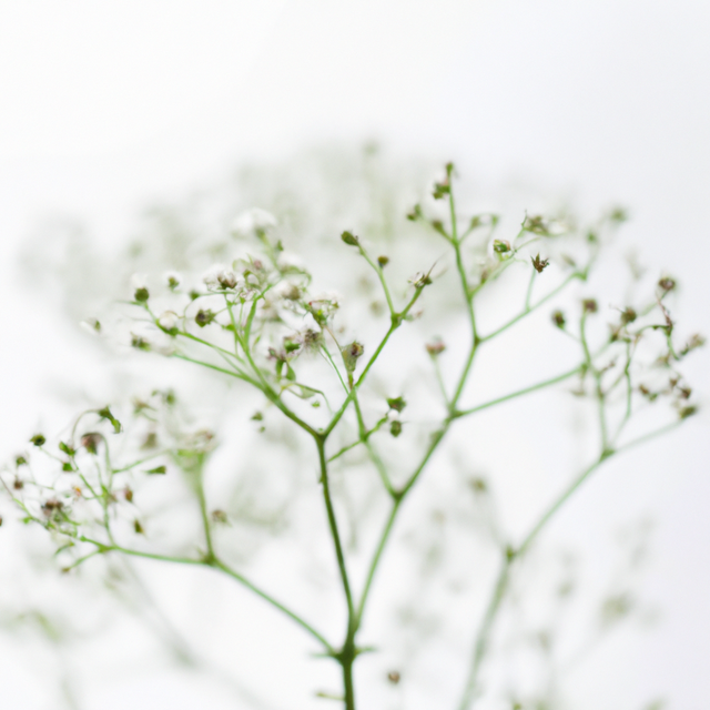 Baby's Breath Fragrance Oil (Alcohol Soluble), Organic