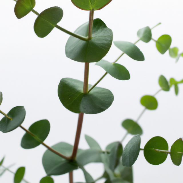 Eucalyptus Fragrance Oil (Alcohol Soluble), Organic