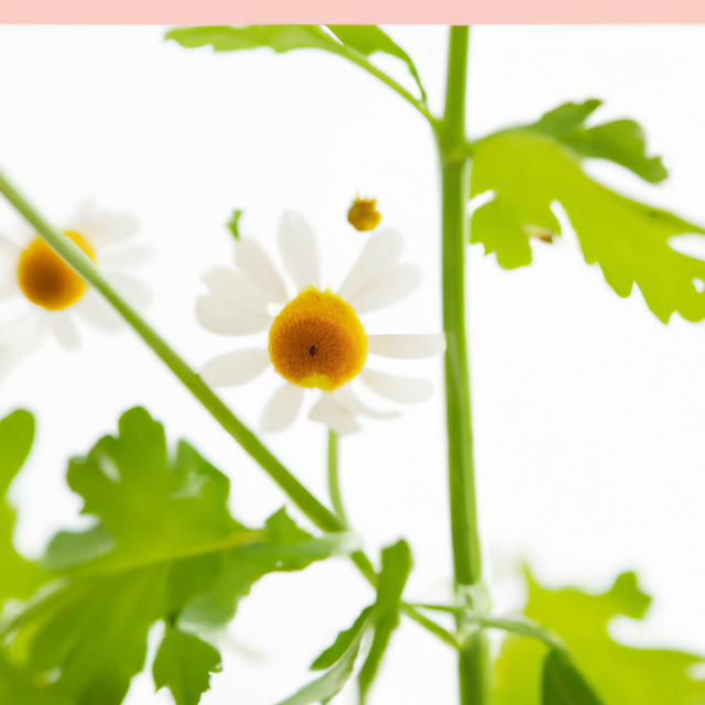 Mountain Flower Fragrance Oil (Alcohol Soluble), Organic