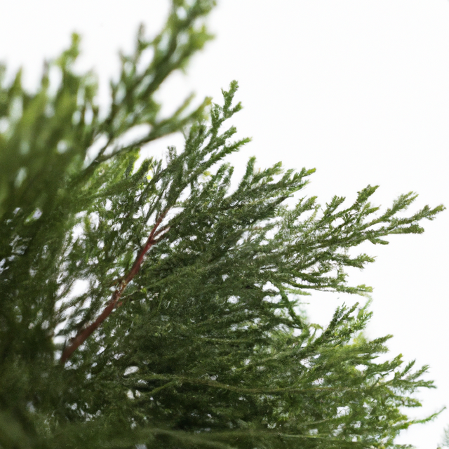 Organic Christmas Fragrance Emulsion with Floral Notes (Water Soluble)