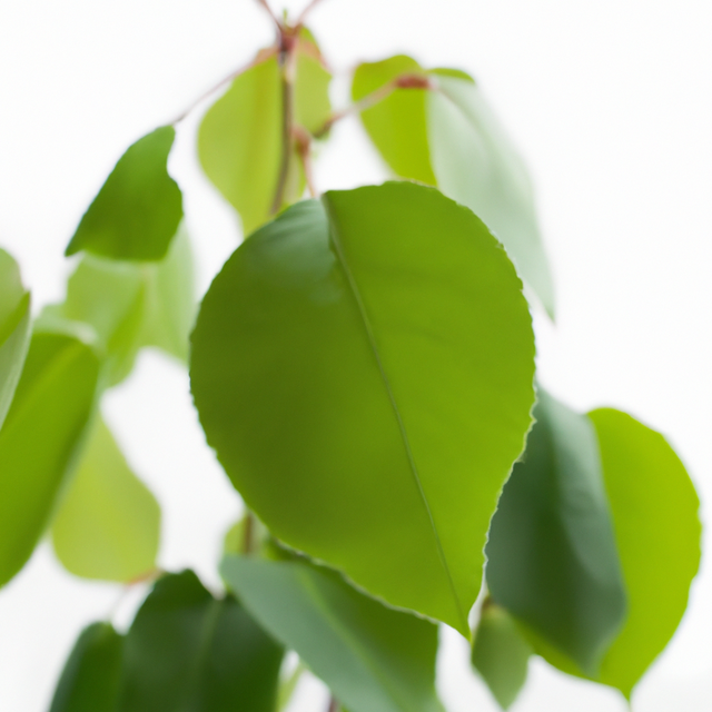 Sassafras Coffee and Tea Flavoring Without Diacetyl