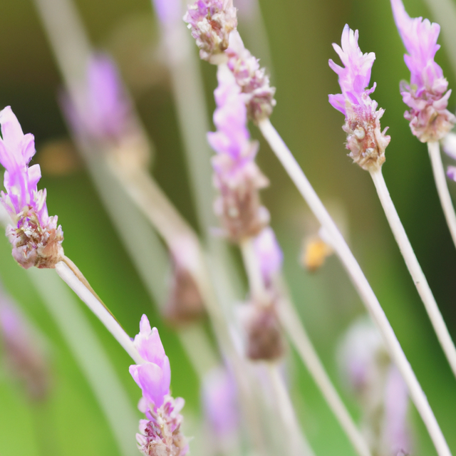 Lavender Dreams Massage Oil