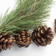 Pine Fragrance Oil (Oil Soluble)