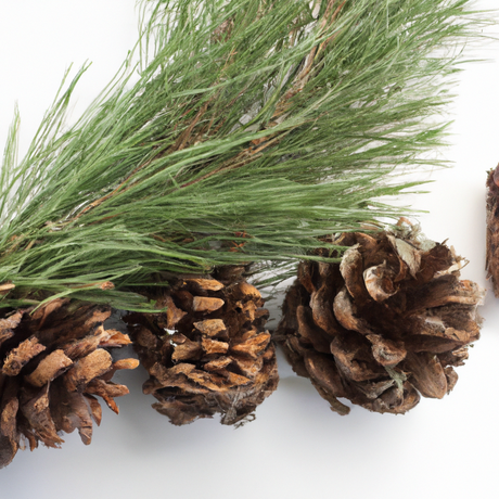 Pine Fragrance Oil (Oil Soluble)