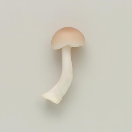 Mushroom Cotton Candy Floss Sugar