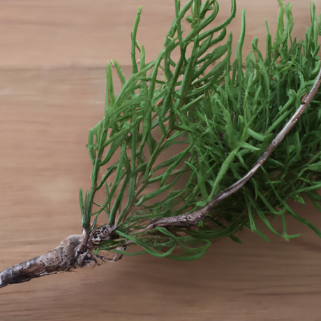 Cedarwood Fragrance Emulsion (Water Soluble)