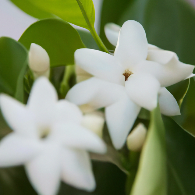 Men's Fragrance Oil (Oil Soluble)