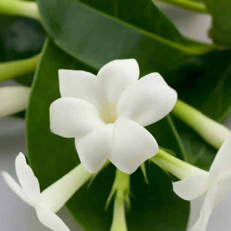 Jasmine Flavor Powder, Natural