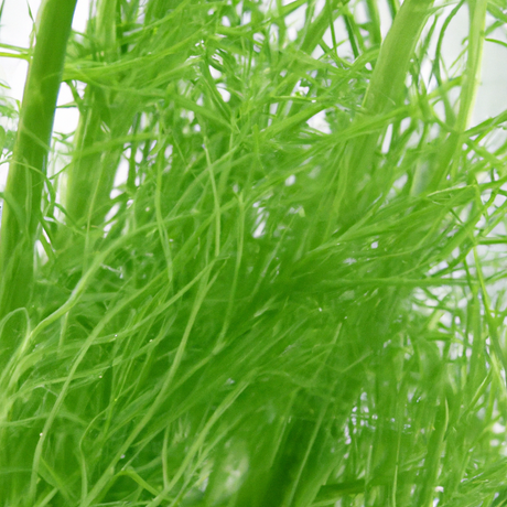 Fennel Sugar Free Flavor Powder