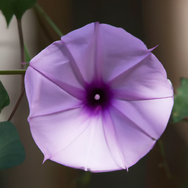 Morning Glory Fragrance Emulsion (Water Soluble)