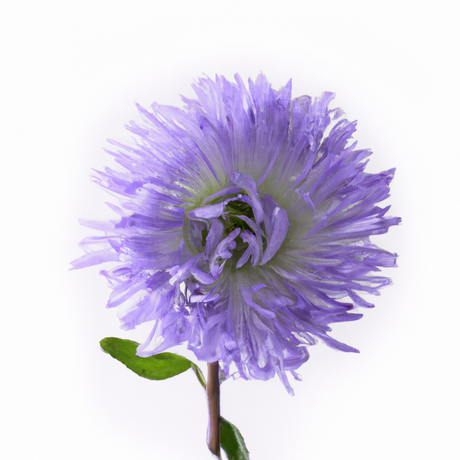 Tranquility Stress Massage Oil