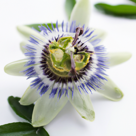 Anxiety Relief Massage Oil