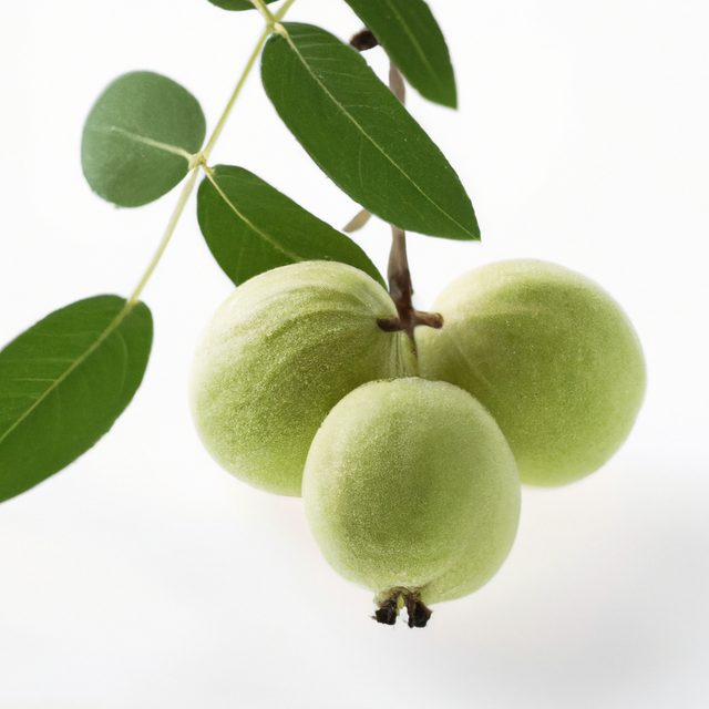 Black Walnut Flavor Concentrate Without Diacetyl