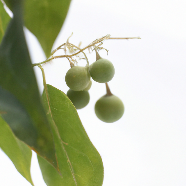 Wintergreen Flavor Powder, Organic