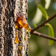 Organic Gum Arabic (Acacia) Liquid Solution
