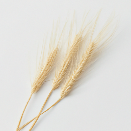 Malt Flavor Oil, Natural