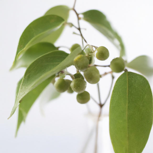 Wintergreen Flavor Concentrate, Natural with Citric Acid